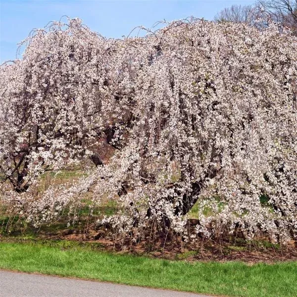 yoshino-weeping-cherry-tree Yoshino Weeping Cherry Tree