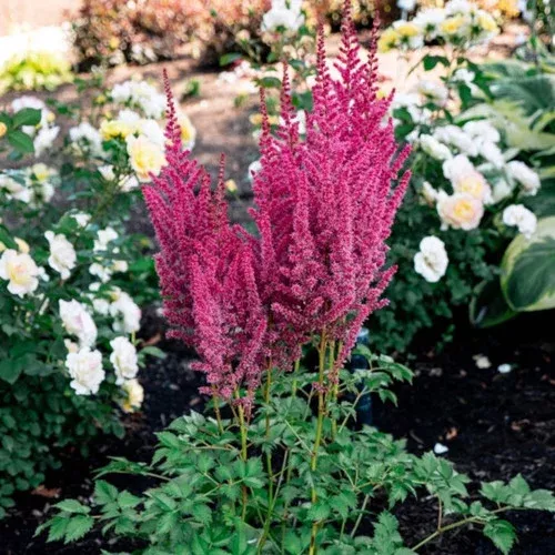 you-me-forever-astilbe You and Me Forever Astilbe