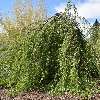 young-s-weeping-birch Young's Weeping Birch