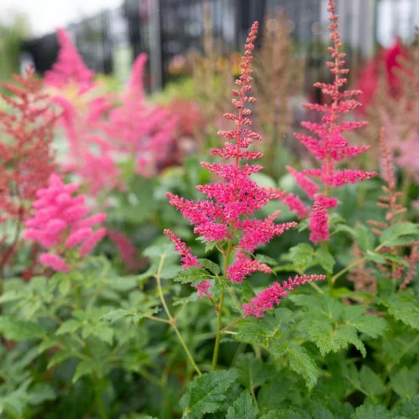 younique-carmine-astilbe-1-container Younique Carmine Astilbe# 1 Container