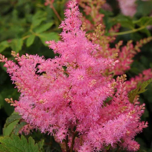 younique-pink-astilbe Younique Pink™ Astilbe