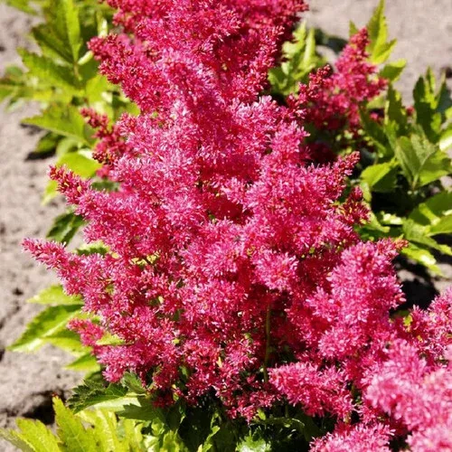 Younique Ruby Red Astilbe