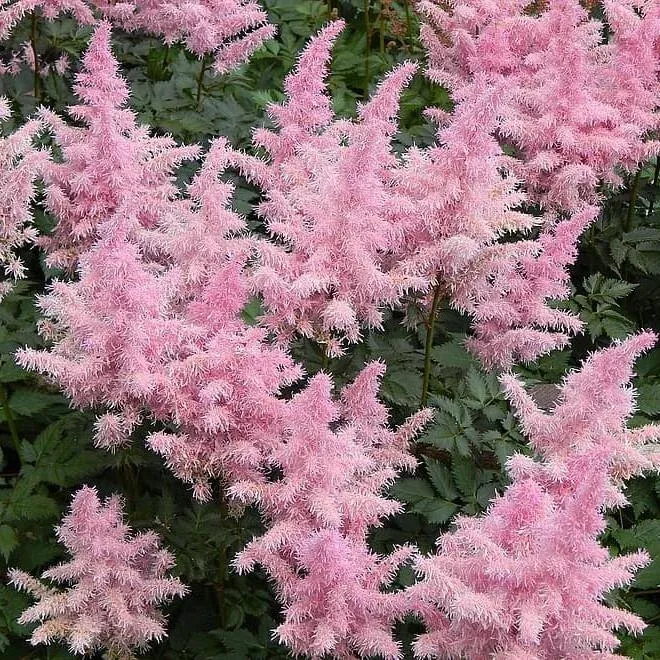 Younique™ Salmon Astilbe