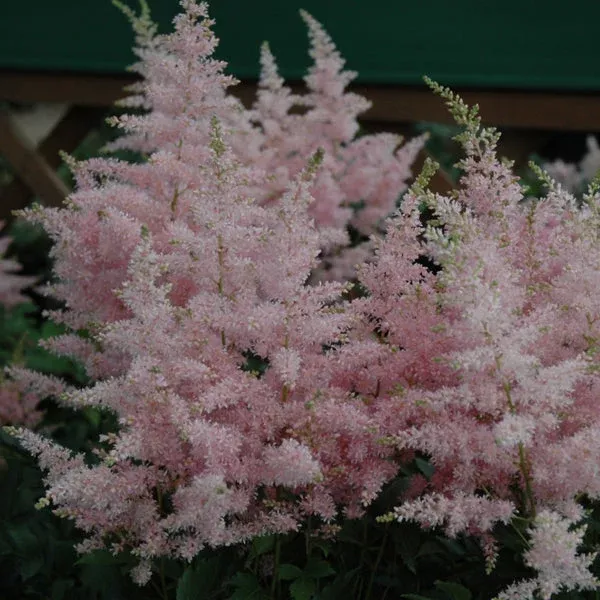 younique-silvery-pink-astilbe-1-container Younique Silvery Pink Astilbe# 1 Container