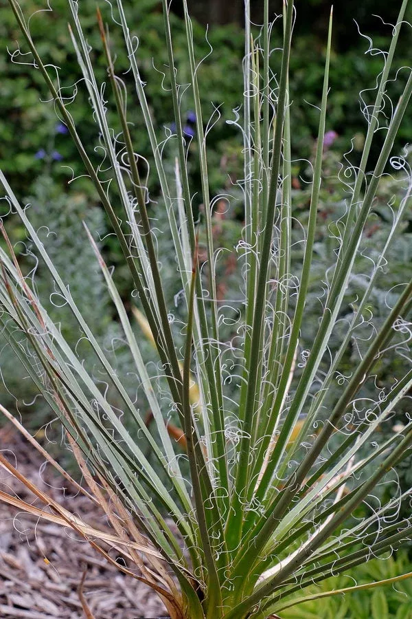 Yucca angustissima ssp. toftiae