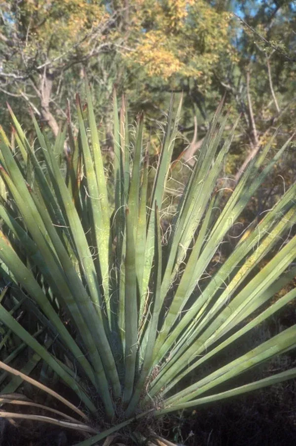 Yucca arizonica