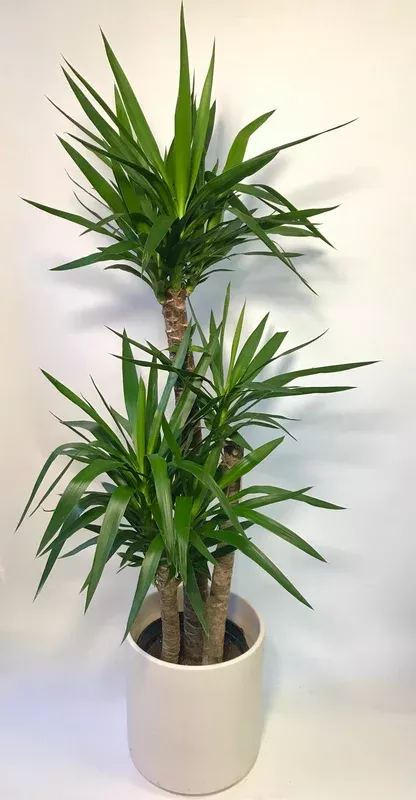 Yucca Cane 12″