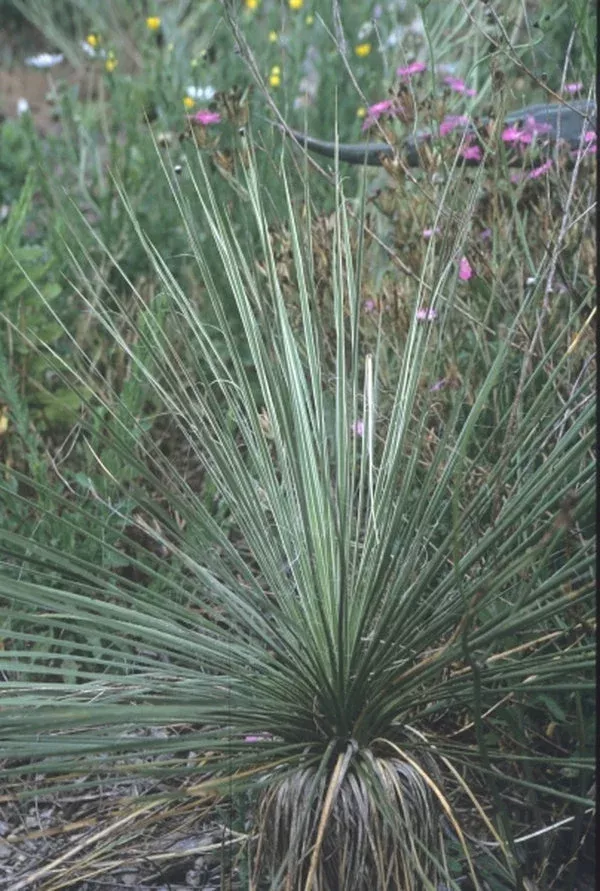 Yucca constricta coll. #D28-31