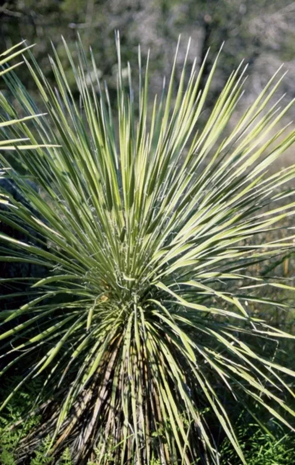 Yucca constricta
