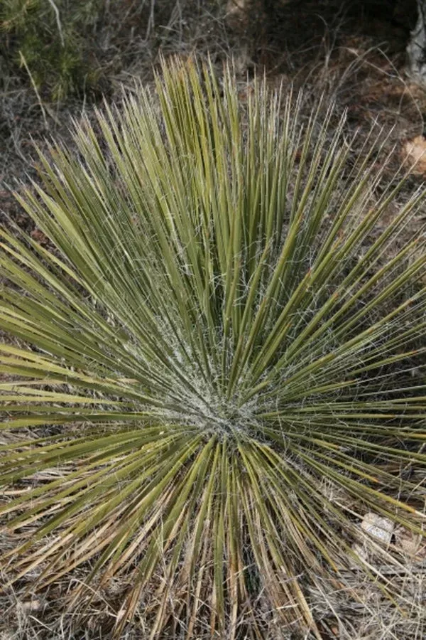 Yucca elata var. angustissima