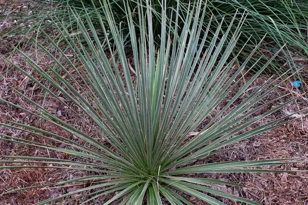 Yucca elata var. verdiensis