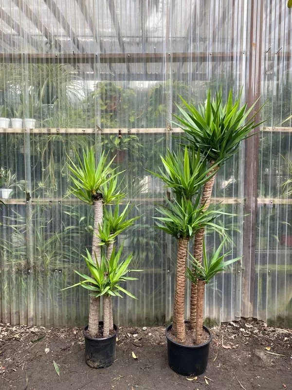 Yucca elephantipes