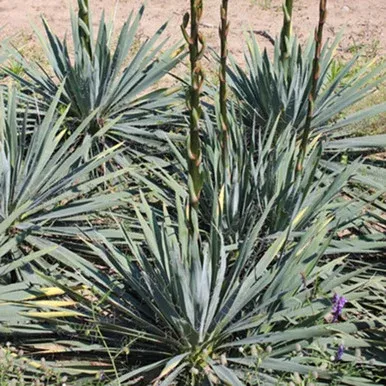 Yucca 'Excalibur'