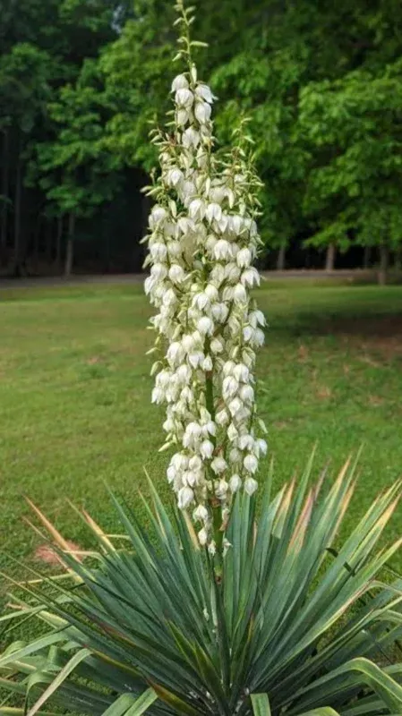 Yucca Filamentosa Live Plant – Mature Outdoor Shrub – 1+ ft Tall, Hardy