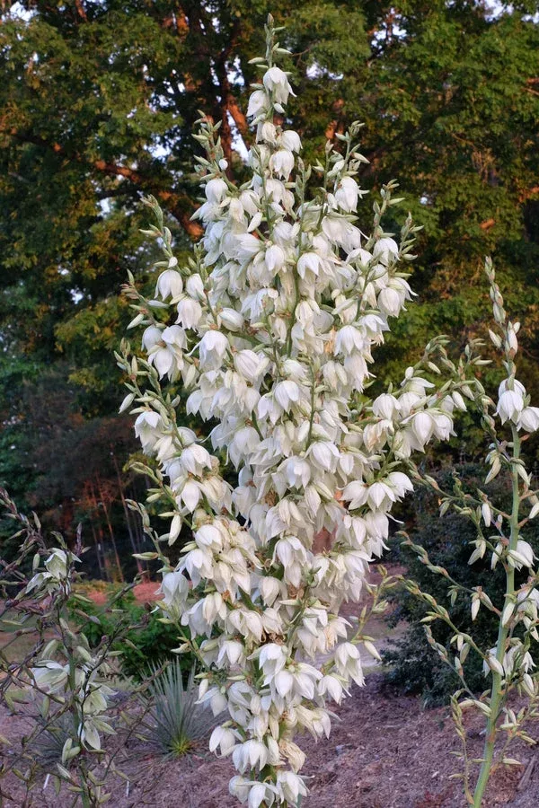 Yucca flaccida 'Morgenglocke'