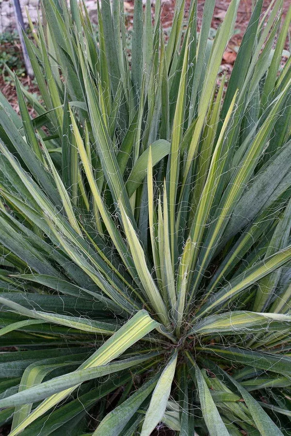 Yucca flaccida 'Yellow Striper'