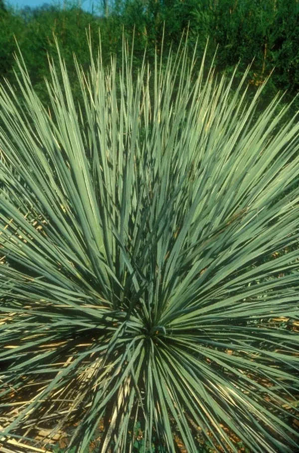 Yucca glauca