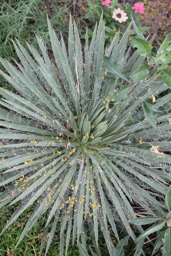 Yucca harrimaniae 'Wayne's Whorl'