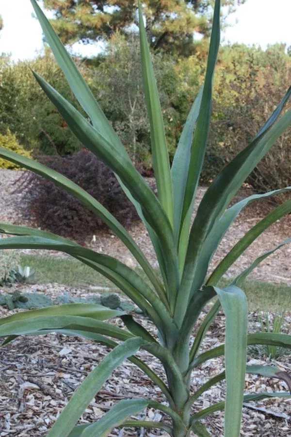 Yucca jaliscensis