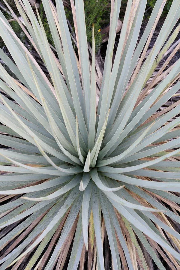 Yucca neomexicana 'Cimarron'
