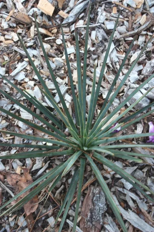 Yucca queretaroensis