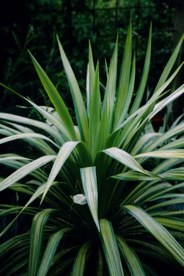 Yucca recurva 'Gold Ribbons'