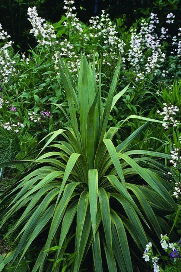 Yucca recurva 'Variegata'