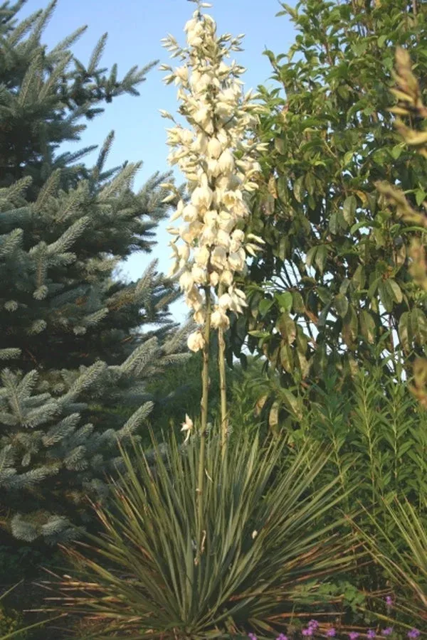Yucca reverchonii coll. #D28-28