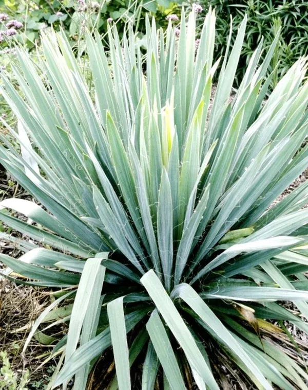 Yucca smalliana var. maxima