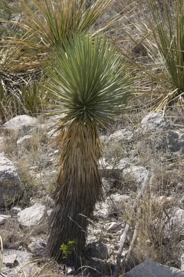 Yucca thompsoniana coll. #YD28-11