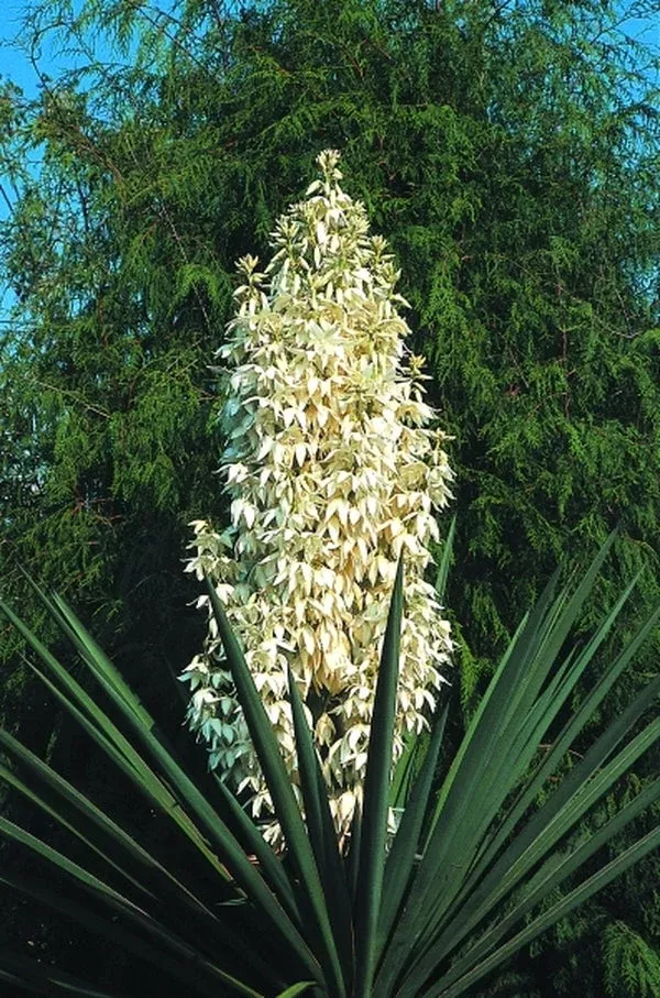 Yucca treculeana
