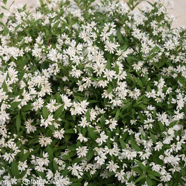 Yuki Snowflake Deutzia Pw # 2 PW Cont