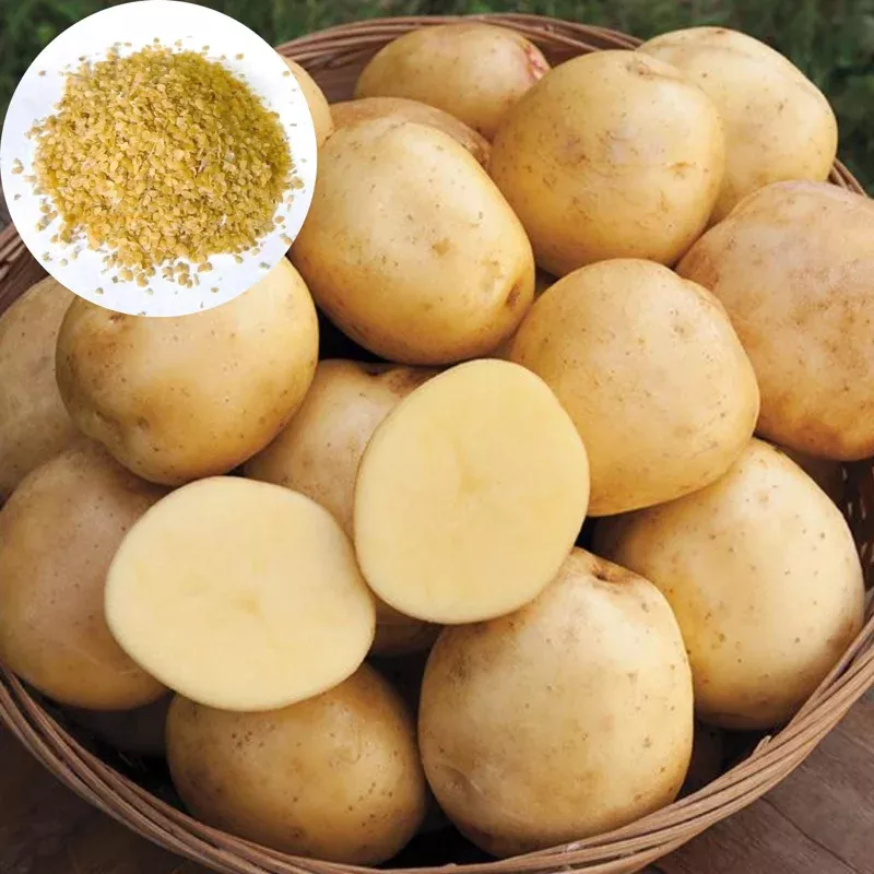 Yukon Gold Potato Seeds – 210 Count for Planting – Easy Grow Vegetable Seeds