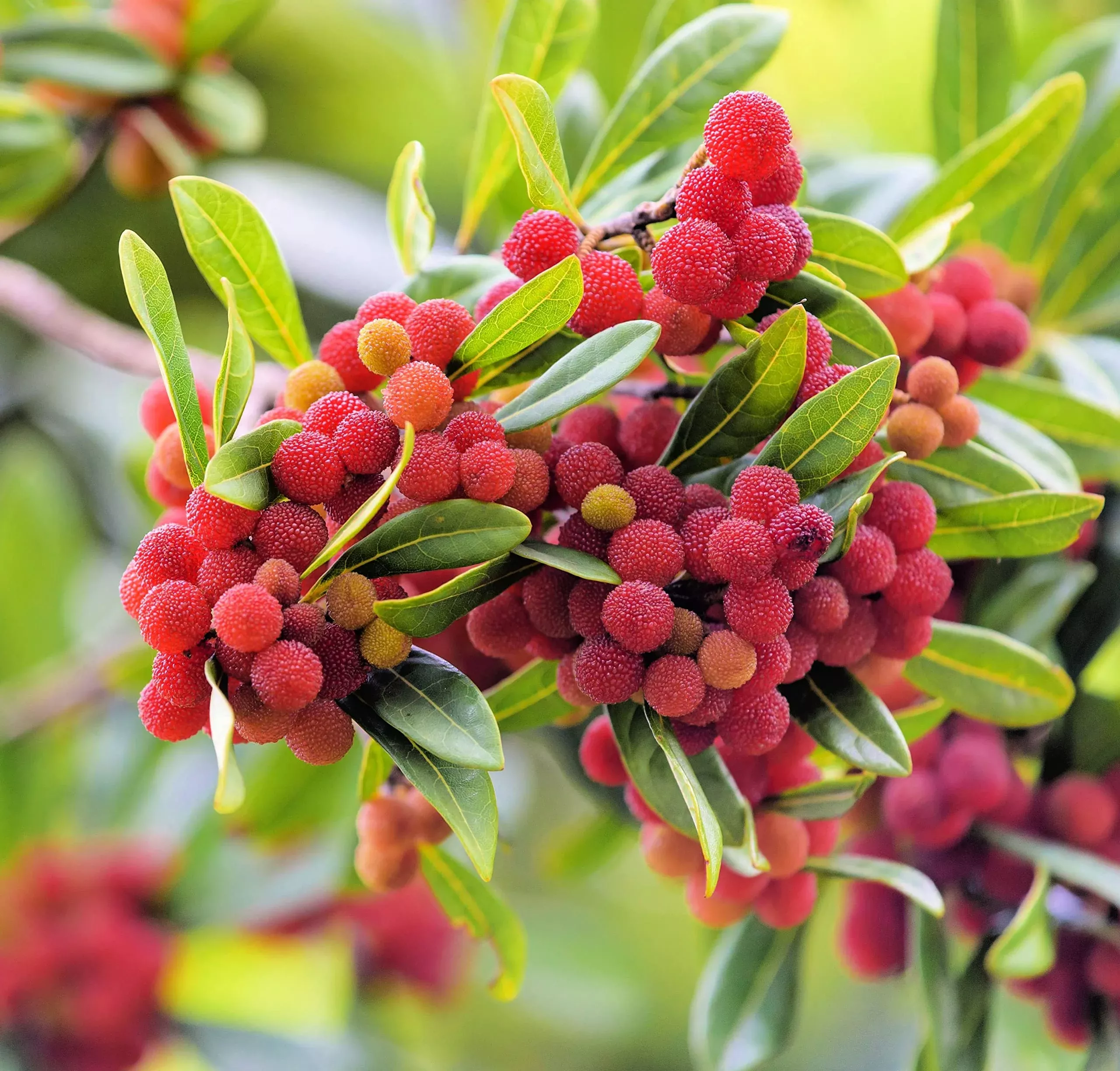 Yum Berry Fruit Seeds Planting