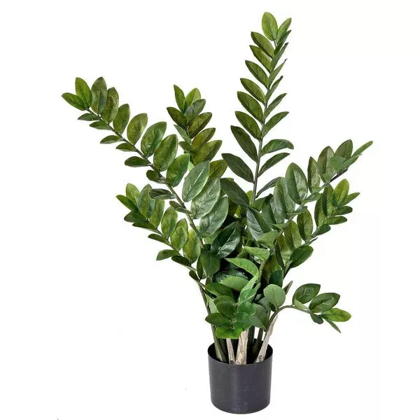 zamifolia-plant-everlasting-32 Zamifolia Plant Everlasting 32"