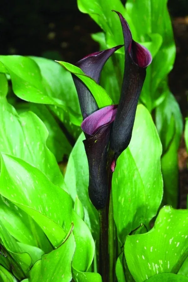 zantedeschia-black-star-pp-14-844 Zantedeschia 'Black Star' PP 14,844