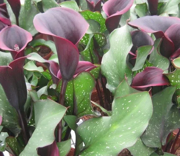 zantedeschia-captain-camaro Zantedeschia 'Captain Camaro'