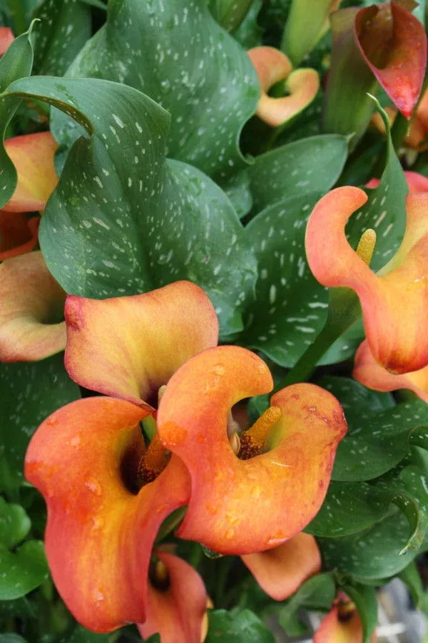zantedeschia-captain-murano Zantedeschia 'Captain Murano'