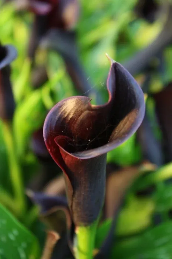 zantedeschia-odessa Zantedeschia 'Odessa'