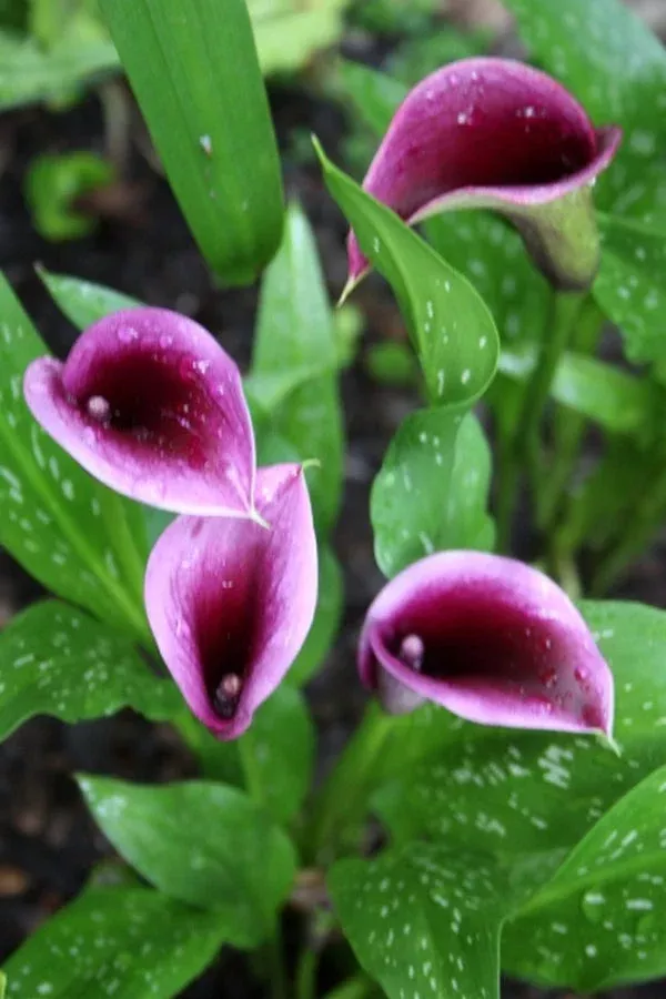 zantedeschia-paco Zantedeschia 'Paco'