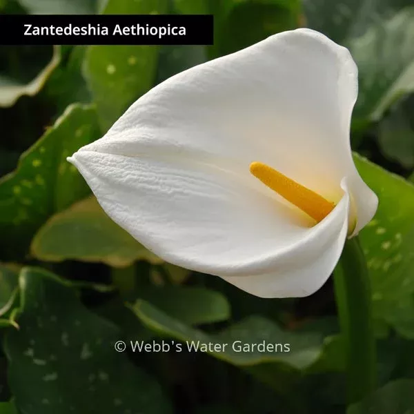zantedeshia-aethiopica-calla-lily-shallow-water-plants-bare-root Zantedeshia Aethiopica 'Calla Lily' - Shallow Water Plants (Bare Root)