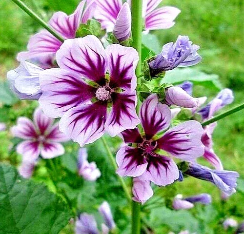 zebra-mallow-seeds-1000-count-hardy-malva-sylvestris-white-flowers-outdoor Zebra Mallow Seeds – 1000 Count, Hardy Malva Sylvestris, White Flowers, Outdoor