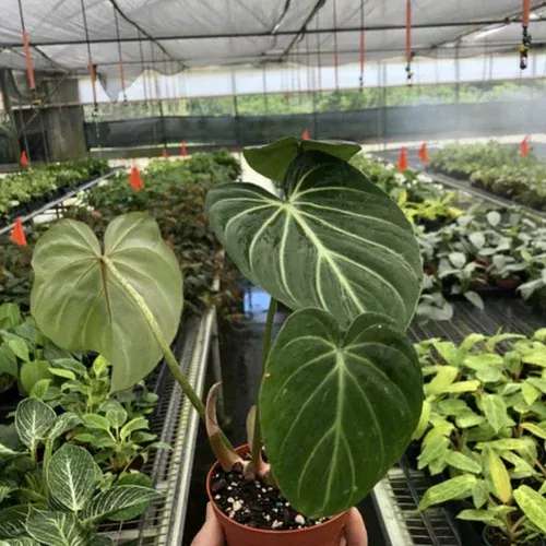 zebra-philodendron Zebra Philodendron