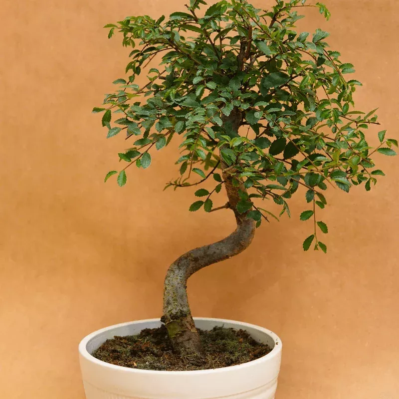 zelkova-serrata-bonsai Zelkova Serrata Bonsai