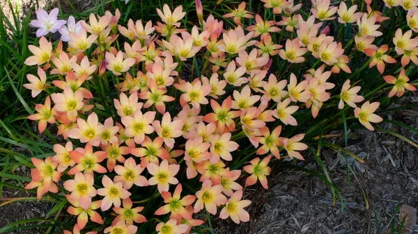 zephyranthes-abacos-apricot Zephyranthes 'Abacos Apricot'