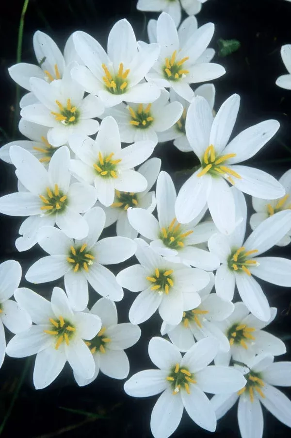 Zephyranthes candida 'Major'
