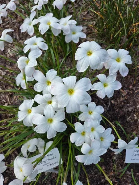 zephyranthes-floating-clouds Zephyranthes 'Floating Clouds'