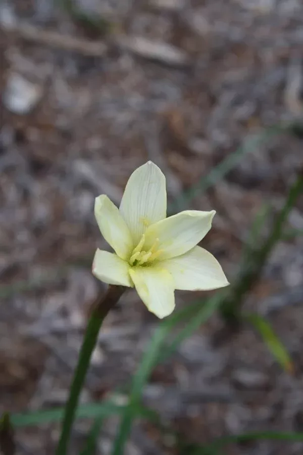 zephyranthes-ivory-star Zephyranthes 'Ivory Star'