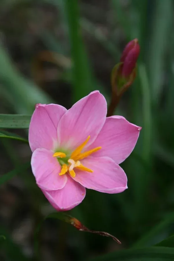 zephyranthes-libra Zephyranthes 'Libra'