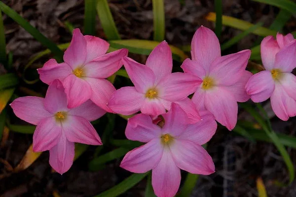 zephyranthes-lucky-all-over Zephyranthes 'Lucky All Over'